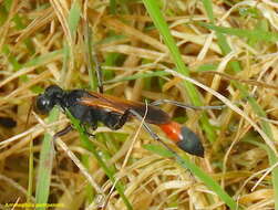 Image de Ammophila pictipennis Walsh 1869