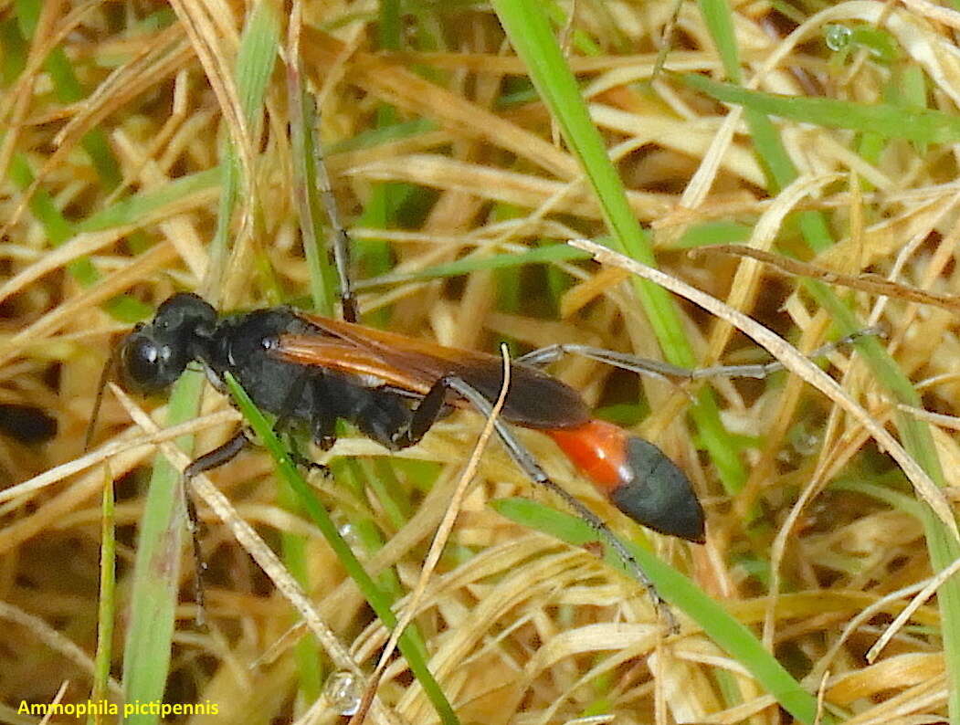 Image de Ammophila pictipennis Walsh 1869