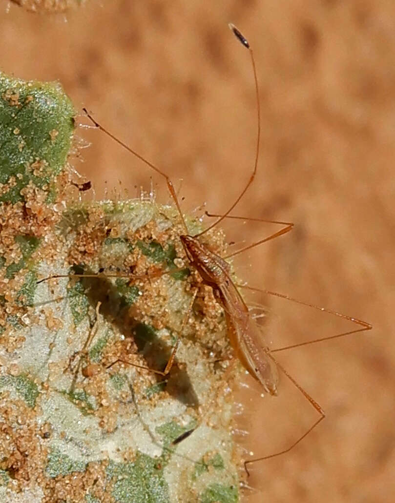 Image of Spined Stilt Bug