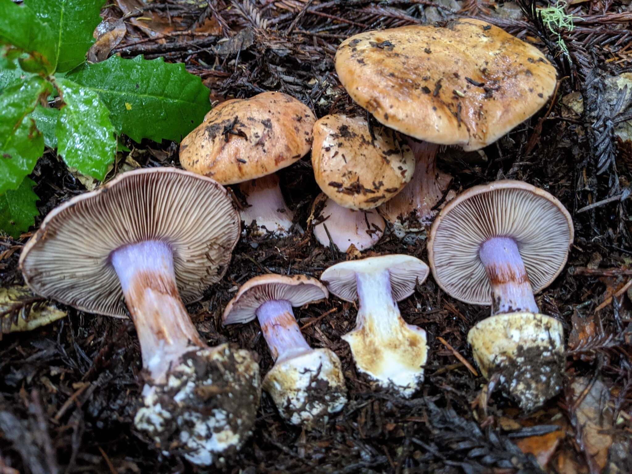 Image of Cortinarius lilaciotinctus Garnica & Ammirati 2011