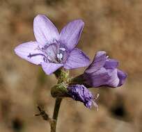 Image of California gilia