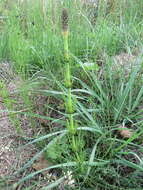 Image of Marsh Horsetail