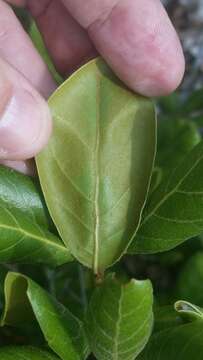 Image of scrub oak