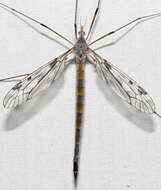 Image of Tipula (Vestiplex) longiventris Loew 1863