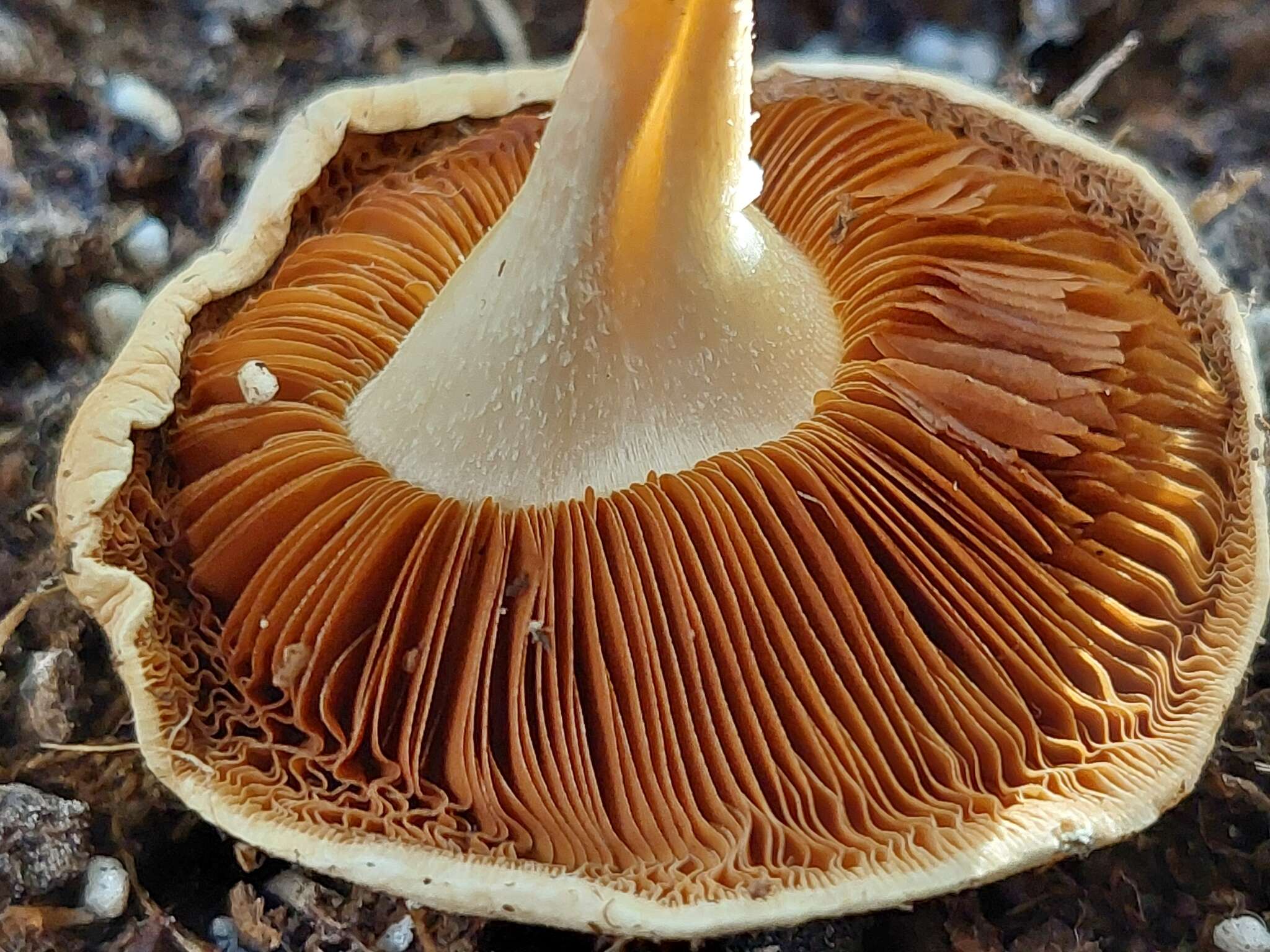 Image of Conocybe intrusa (Peck) Singer 1950