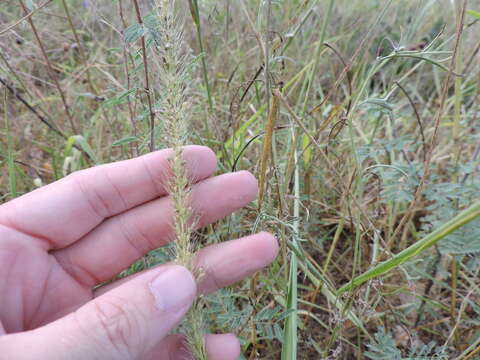 Image of southwestern bristlegrass