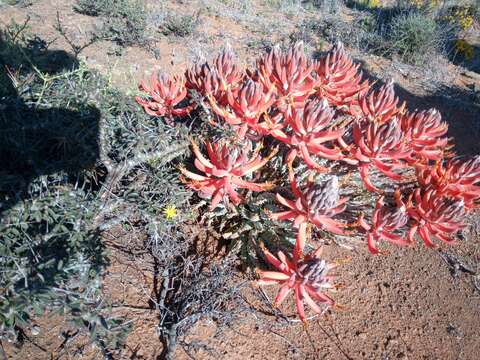 Image of Aloe longistyla Baker