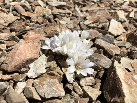 Image of Kellogg's lewisia