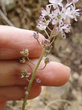 Image of Barnardia numidica (Poir.) Speta