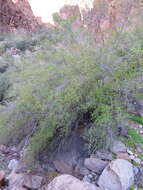 Image of desert olive