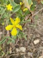 Image of Hibbertia racemosa (Endl.) Gilg