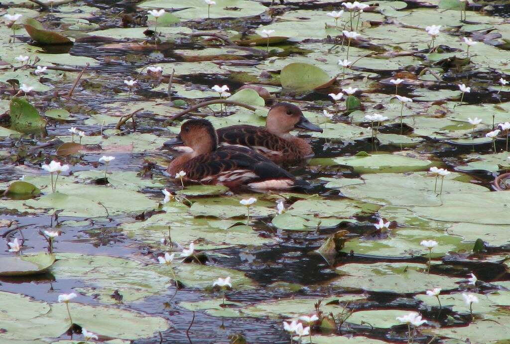 Image of Wandering Whistling Duck