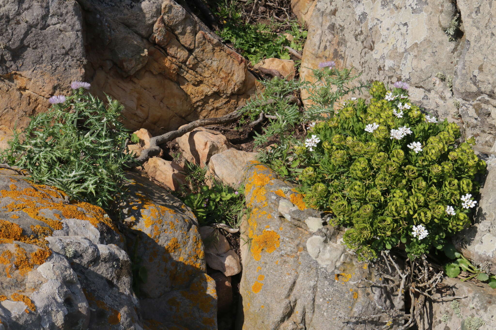 Plancia ëd Iberis semperflorens L.