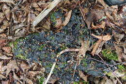 Image of Flat-fruited pelt;   Horizontal felt lichen