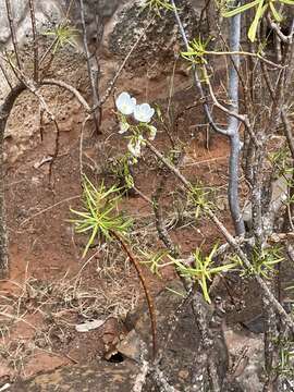 Image of Talinum galapagosum (H. St. John) M. A. Hershkovitz