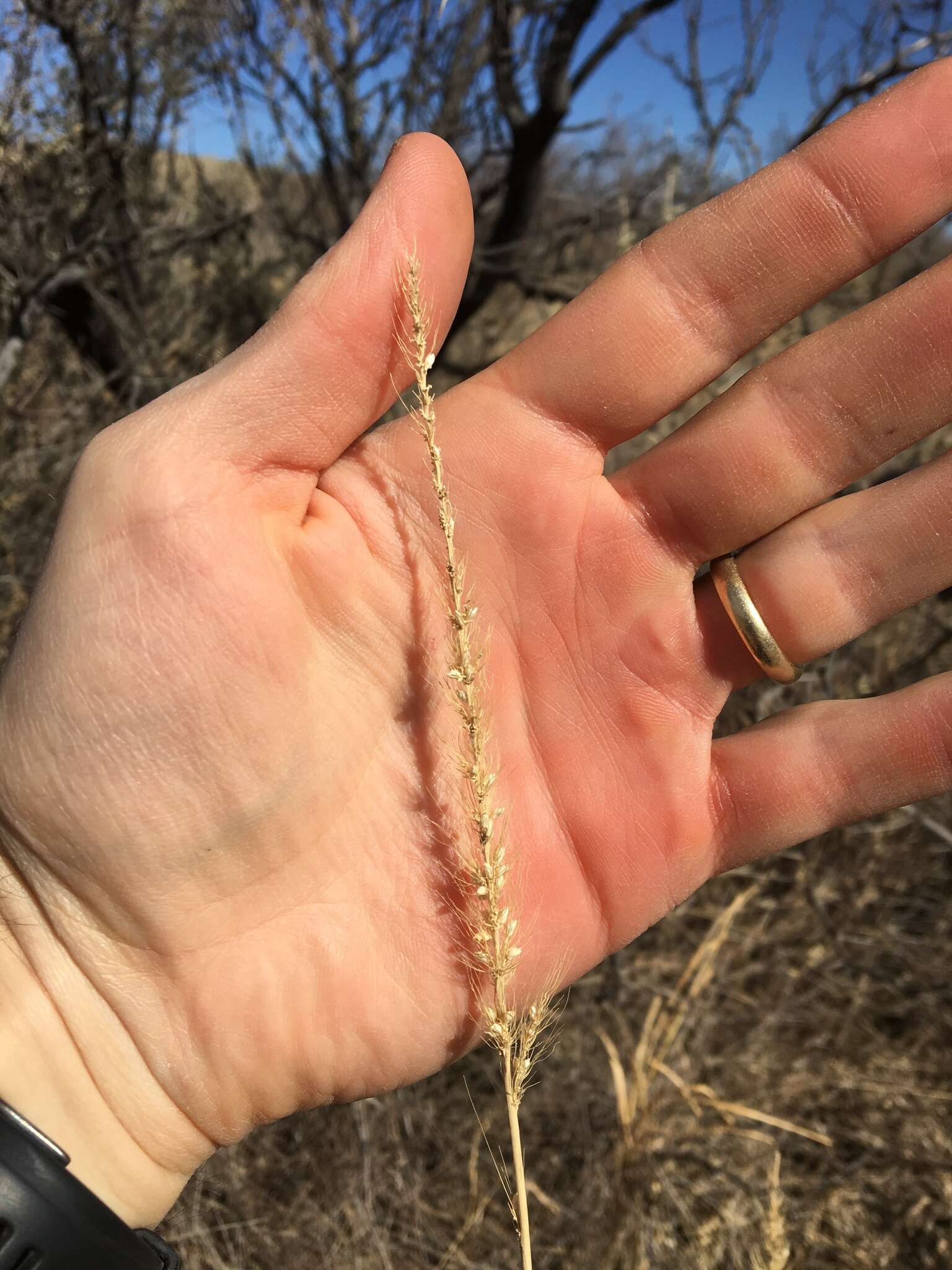 Image of streambed bristlegrass