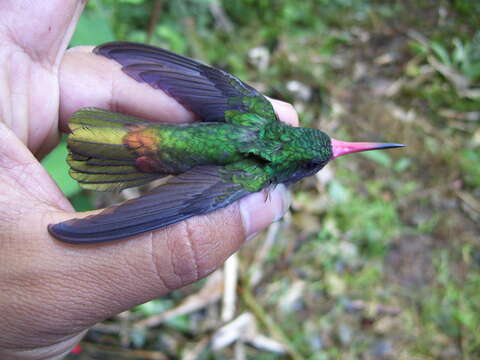 Image of Blue-throated Sapphire