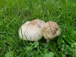 Image of Agaricus leptocaulis Kerrigan 2016