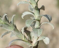 Image of Helichrysum retortum (L.) Willd.