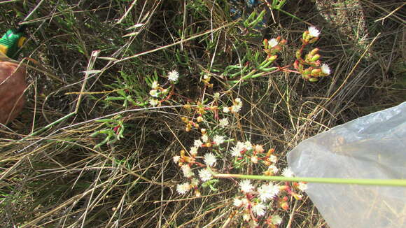 Слика од Ruschia umbellata (L.) Schwant.