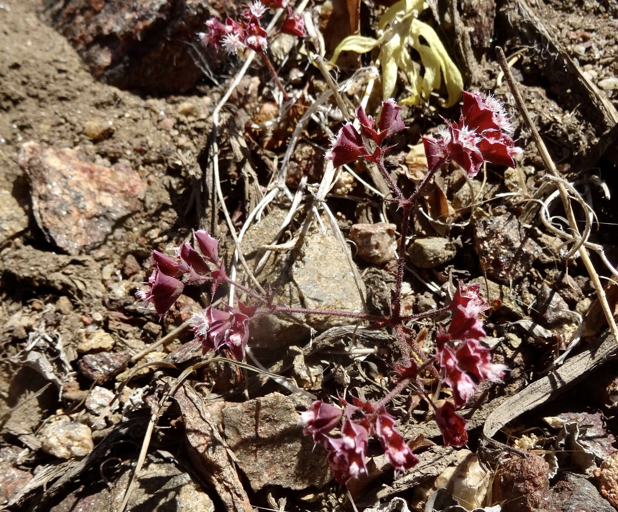 Image de Sidotheca emarginata (H. M. Hall) Reveal