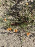 Image of shrubby purslane