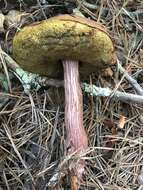 Image of Aureoboletus projectellus (Murrill) Halling 2015