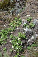 Image of Microspermum debile Benth.
