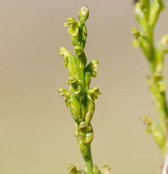 Image of Dark mignonette orchid