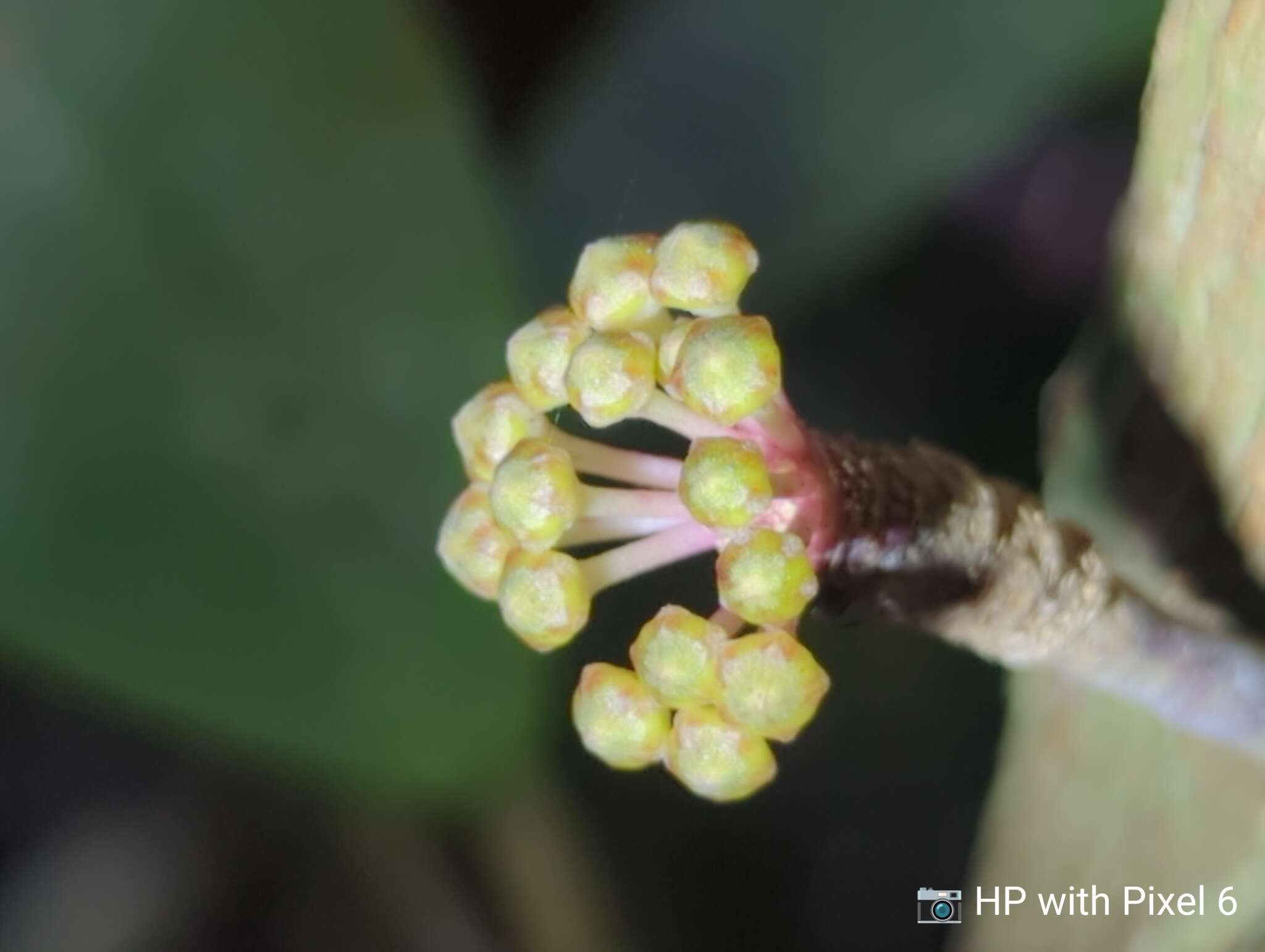 Image of Hoya acuta Haw.