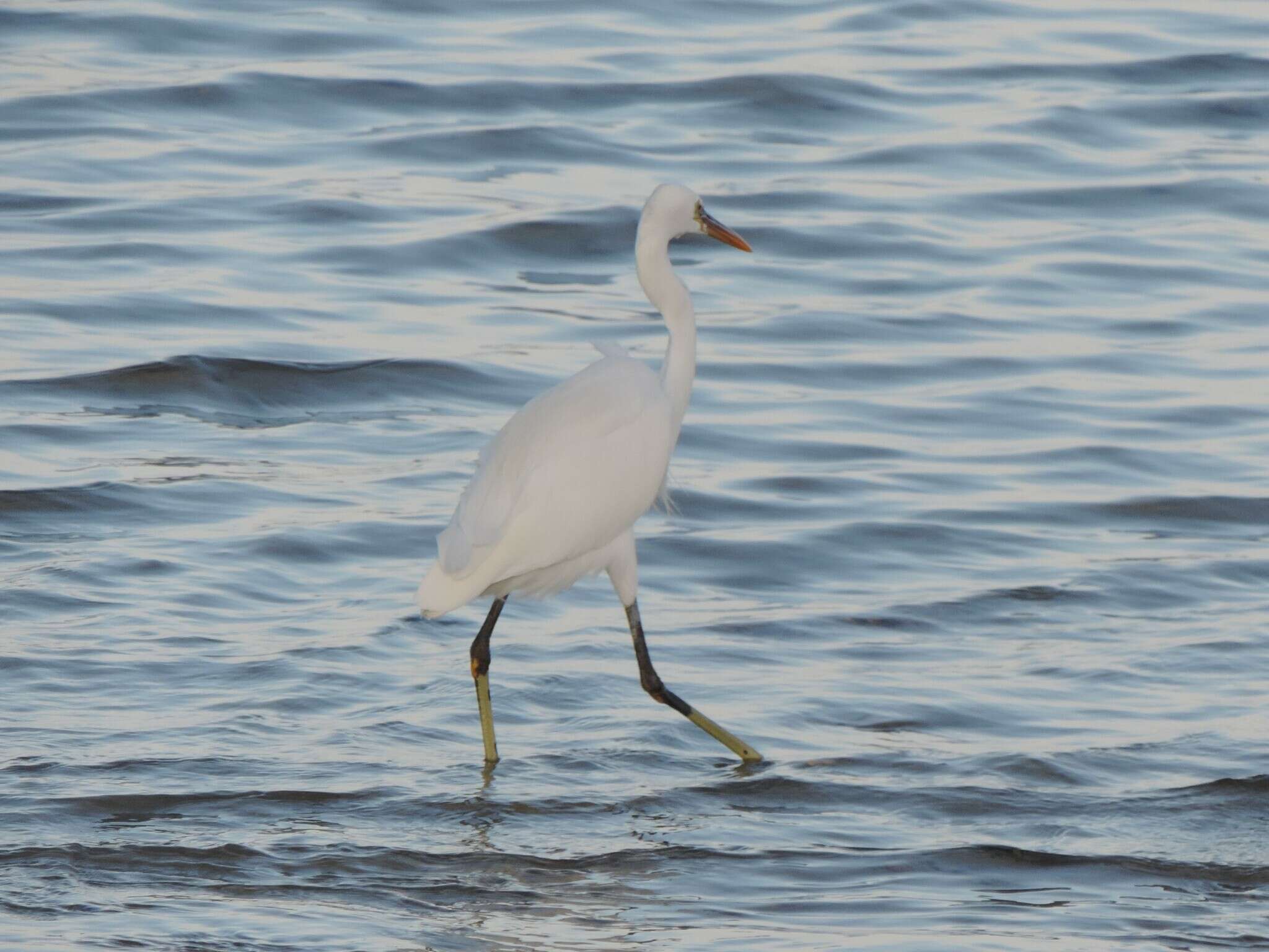 Egretta gularis schistacea (Hemprich & Ehrenberg 1828)的圖片