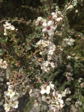 Image of Escallonia virgata (Ruiz & Pavón) Pers.