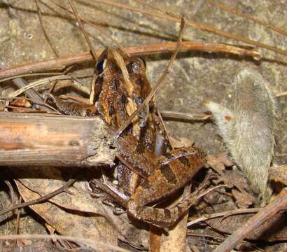 Image of Gray's Stream Frog