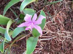 Image of Cattleya nobilior Rchb. fil.