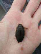 Image of Boreal water beetle