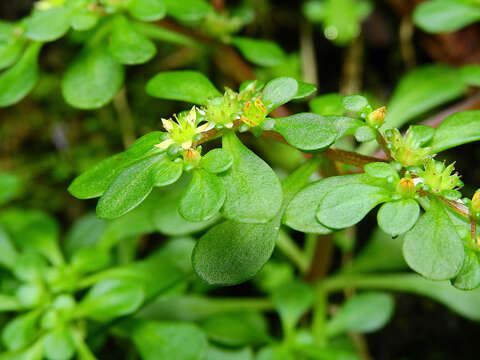 Image of Sedum actinocarpum Yamam.