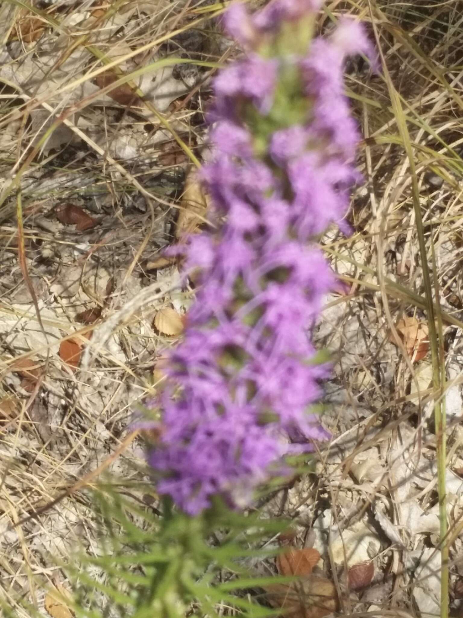 Слика од Liatris punctata var. mucronata (DC.) B. L. Turner