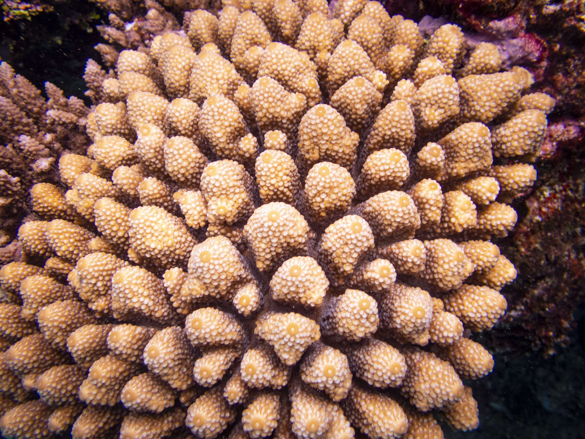 Image of Staghorn coral