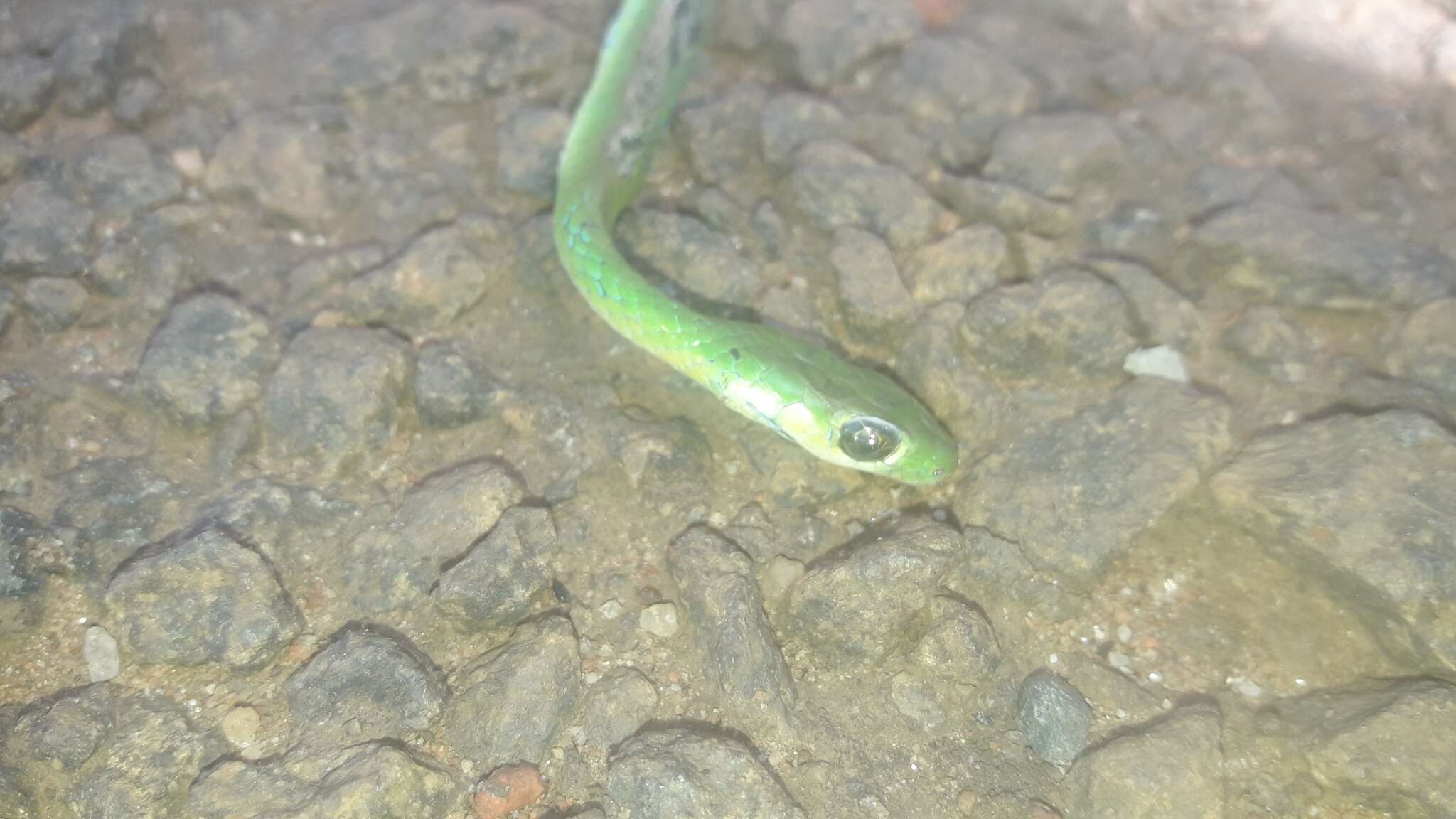 Smooth Green Snake - Encyclopedia of Life