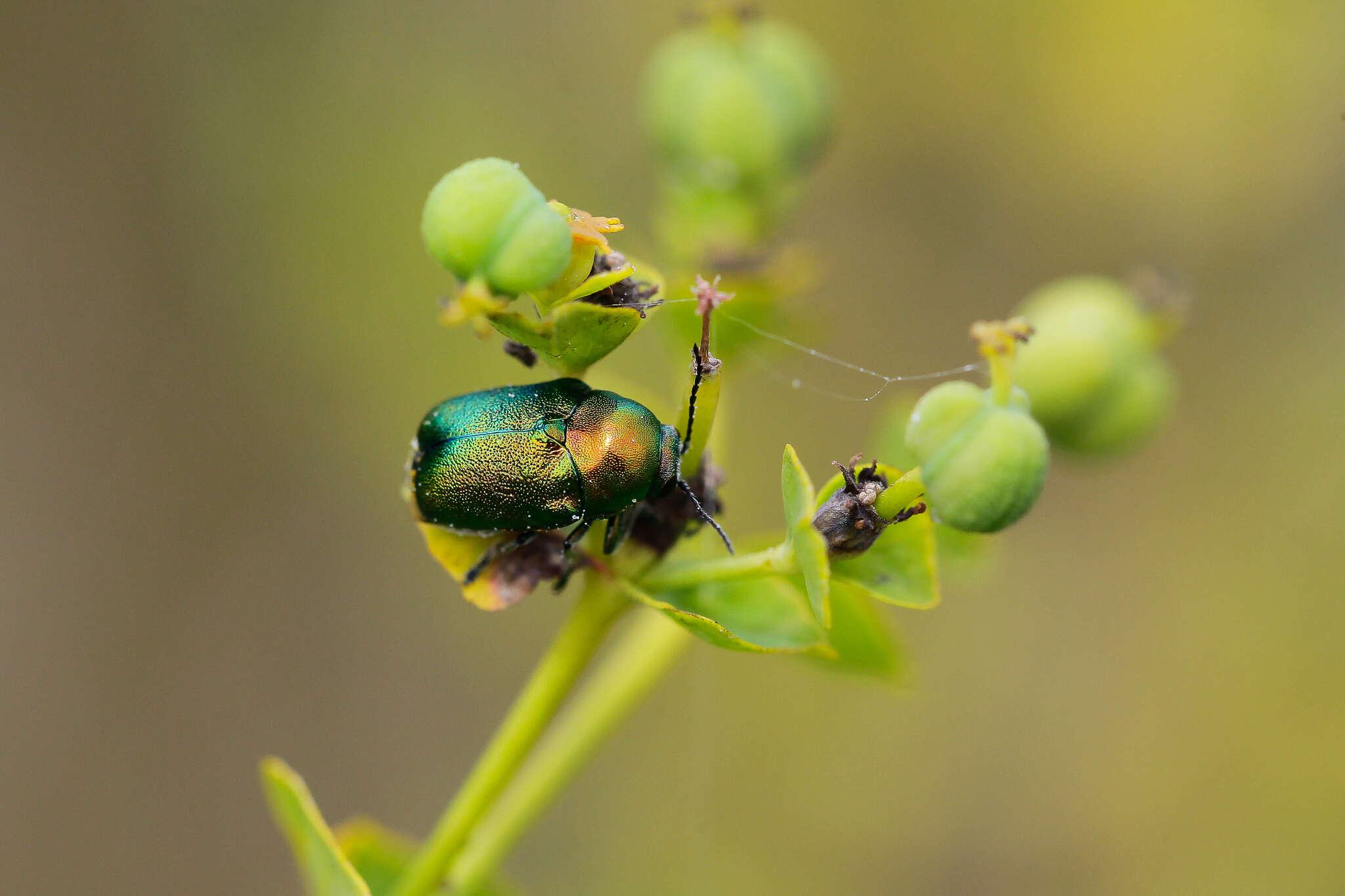 Sivun Cryptocephalus aureolus Suffrian 1847 kuva