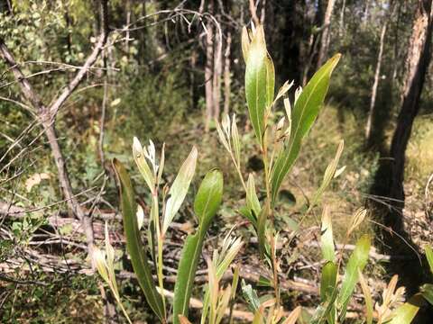 Imagem de Acacia neriifolia A. Cunn. ex Benth.