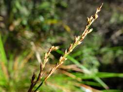 Image of Lepidosperma laterale R. Br.