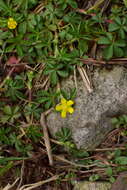 Image of Potentilla sundaica (Bl.) Kuntze