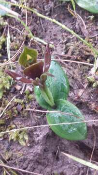 Image of Large bird orchid