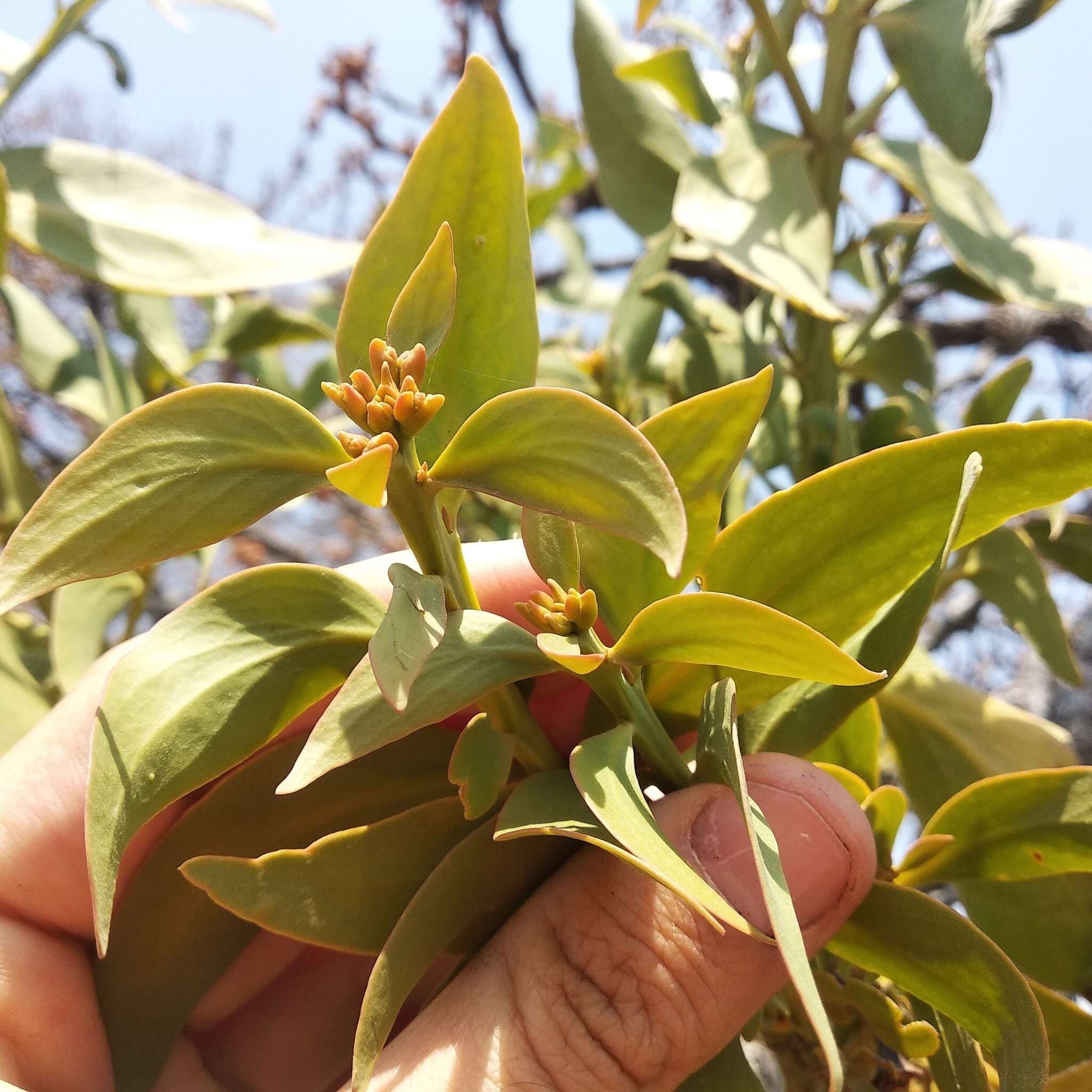 Image of Psittacanthus calyculatus (DC.) G. Don