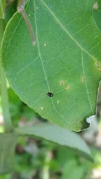 Image of <i>Sinocrepis obscurofasciata</i>