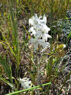 Delphinium variegatum subsp. kinkiense (Munz) M. J. Warnock的圖片