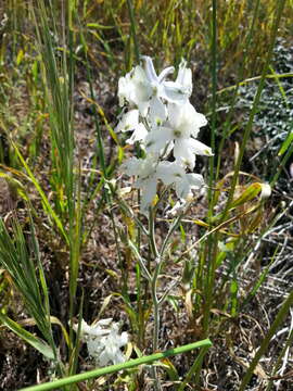 Delphinium variegatum subsp. kinkiense (Munz) M. J. Warnock的圖片