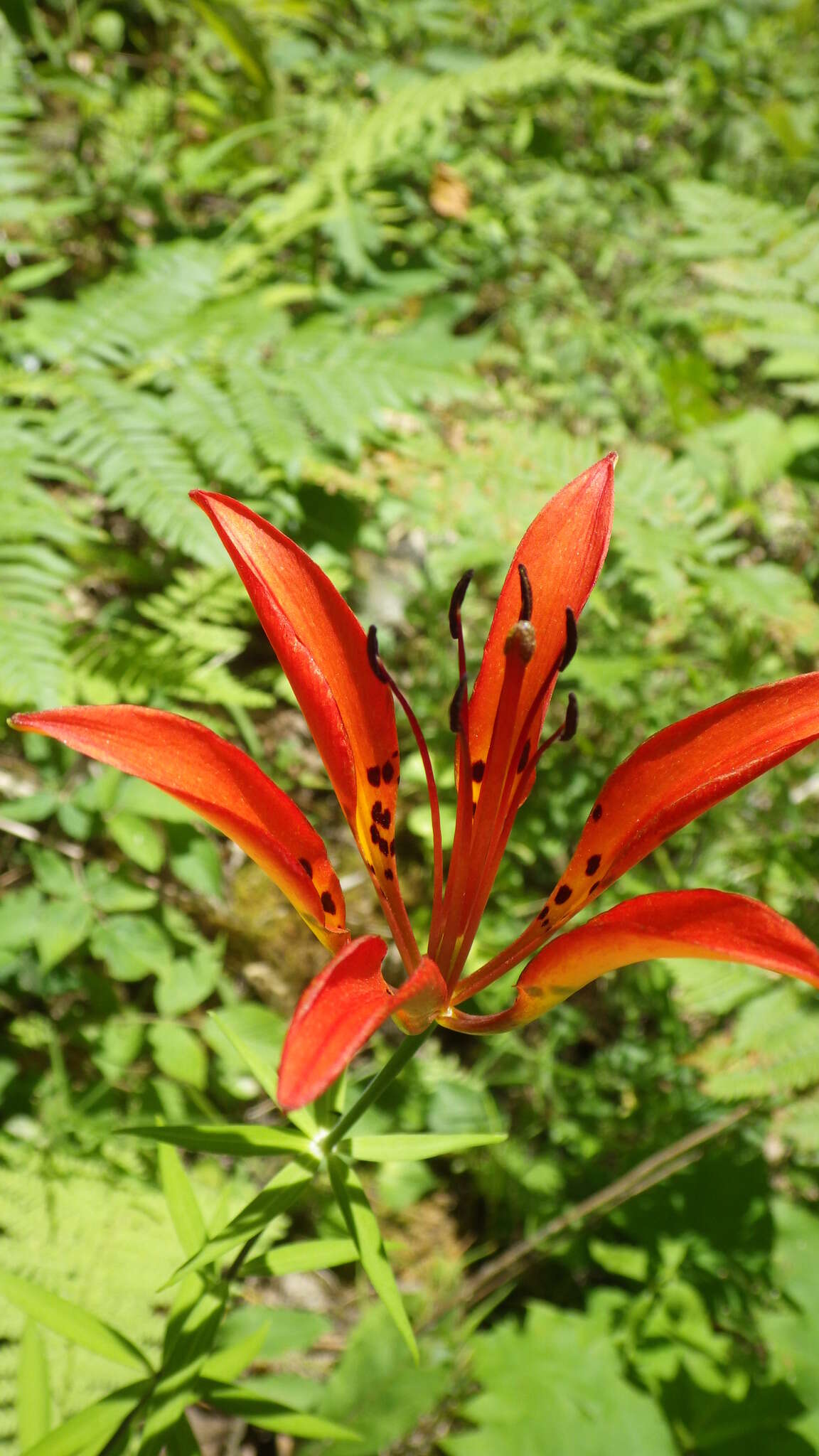 Lilium philadelphicum L. resmi