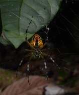 Image of Eriophora nephiloides (O. Pickard-Cambridge 1889)